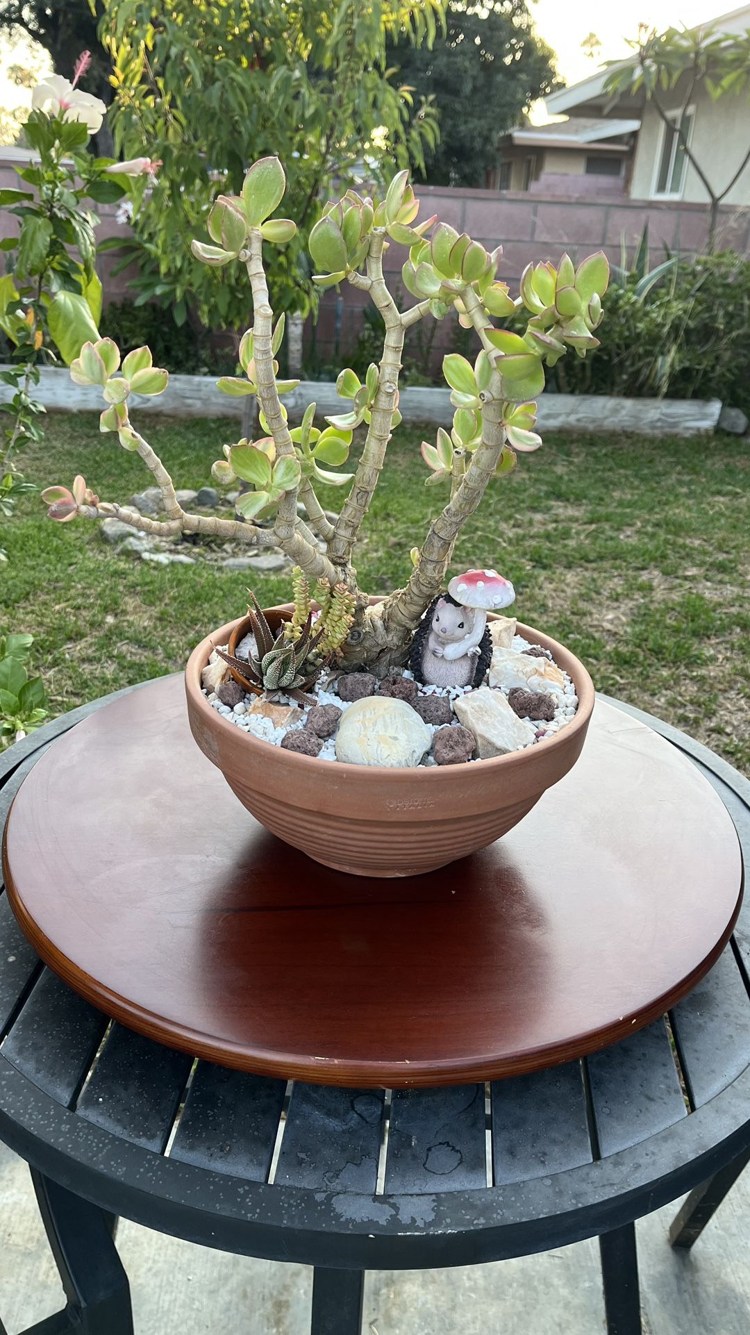 Very Healthy Tricolor Jade In Clay Bowl 