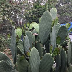 Ricos Nopalitos 