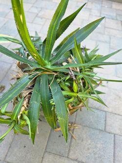 Sunglow agave