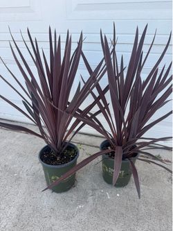 Red Cordyline 15$ each