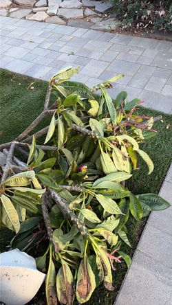 Giant 4 ft Tall Rainbow Plumeria Stalks in Bloom