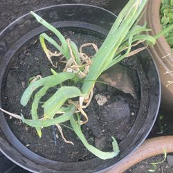 Plants For Sale Succulents Spider Flowers Herbs Vegetables