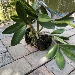 Blooming Dendrobien orchid