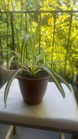 Spider plant