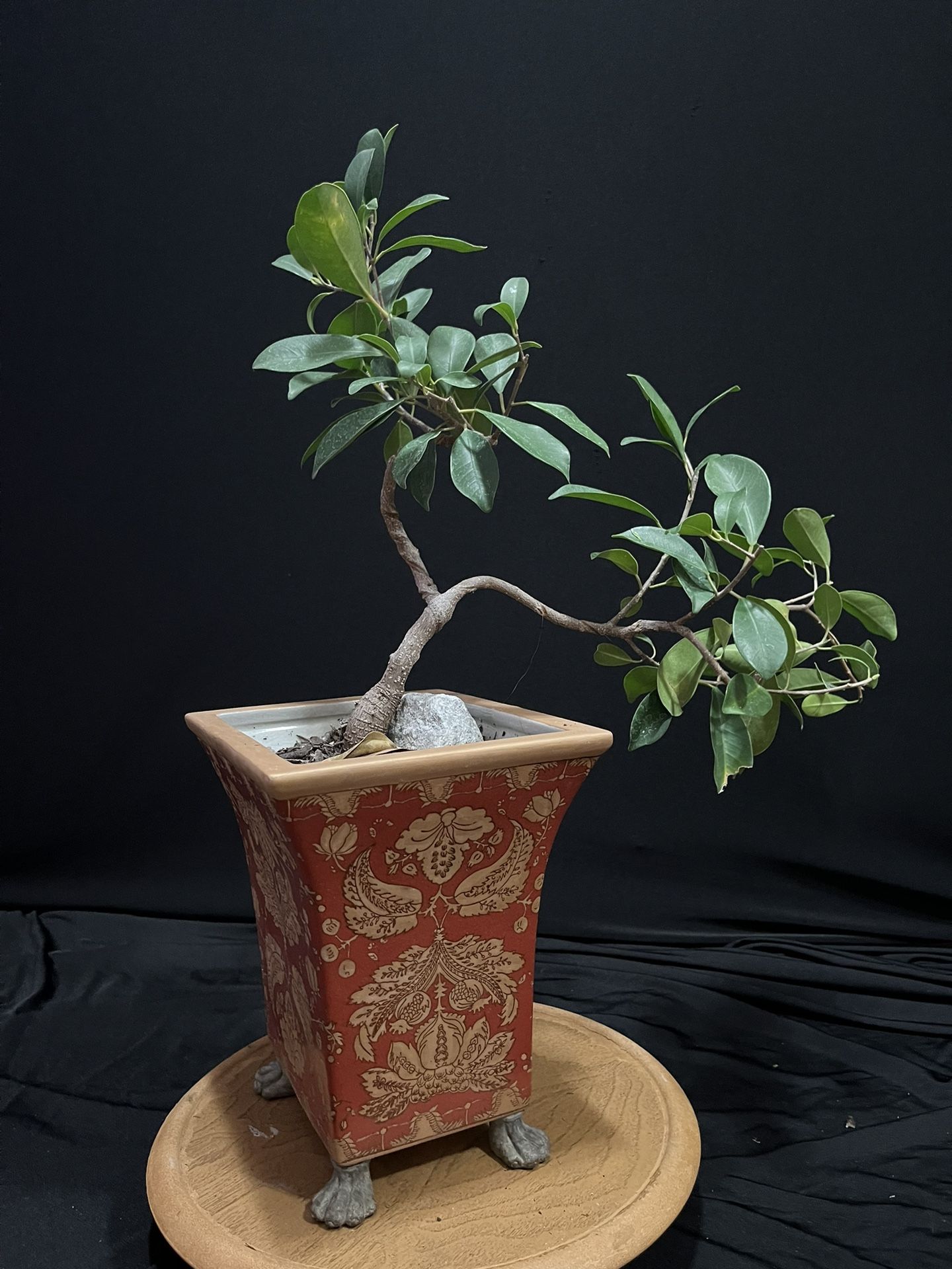 Bonsai