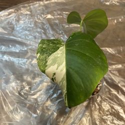 Variegated Monstera Albo Plant