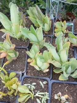 Planta para el canser calanchoe