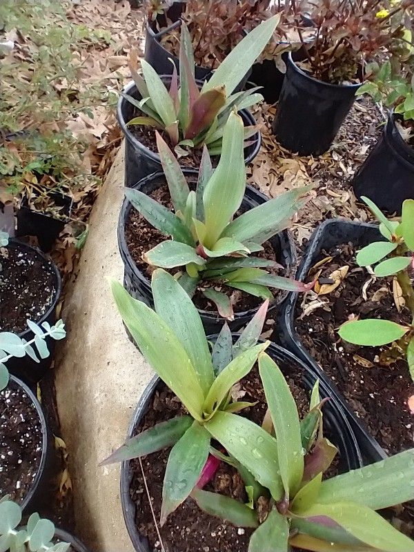 Maguey Morado