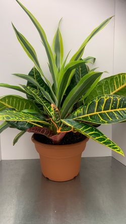 10” pot Croton w/Dracaena lemon lime