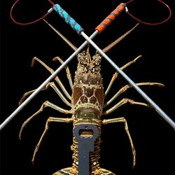 Lobster Tickle Stick And Snare In One Tool