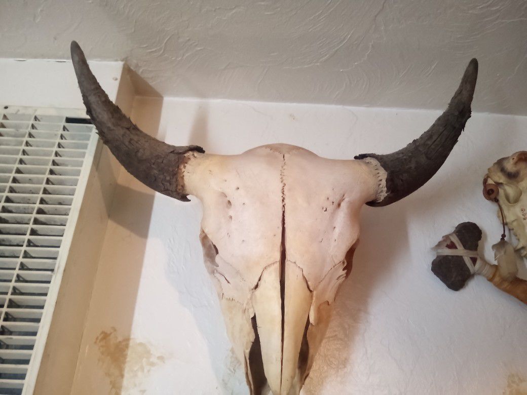Buffalo Skull with original caps