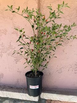 Chiltepín & Chile de Arbol Pepper Plants