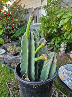Cactus plants.