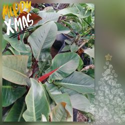 Beautiful Red Congo Plants 7gl 💚$25