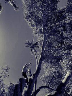tree trimmer