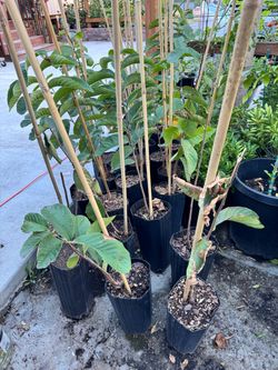 Paw paws tree