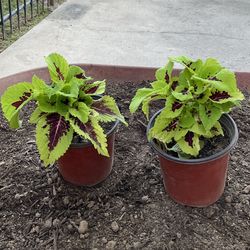 Kong lime sprite coleus live plant  $8