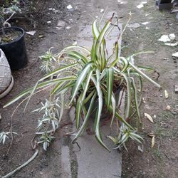 plant with pot 