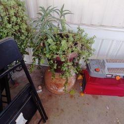 Elephant Bush Plant