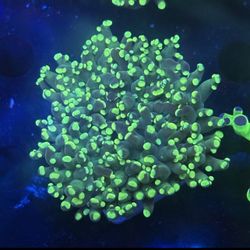 Green Octospawn Display Decor