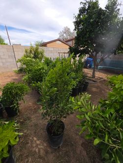 Ficus