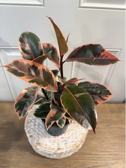Rubber Ficus Elastica Ruby