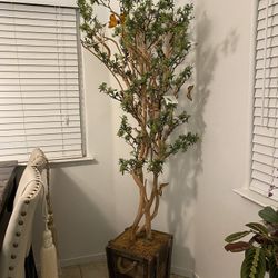 Trees, Dividers, Plants 