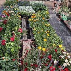 Plantas $5 cada una