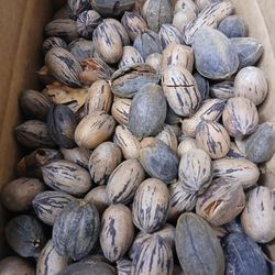 9x6x5 Shelled Organic Handpicked Pecans (5 lbs)