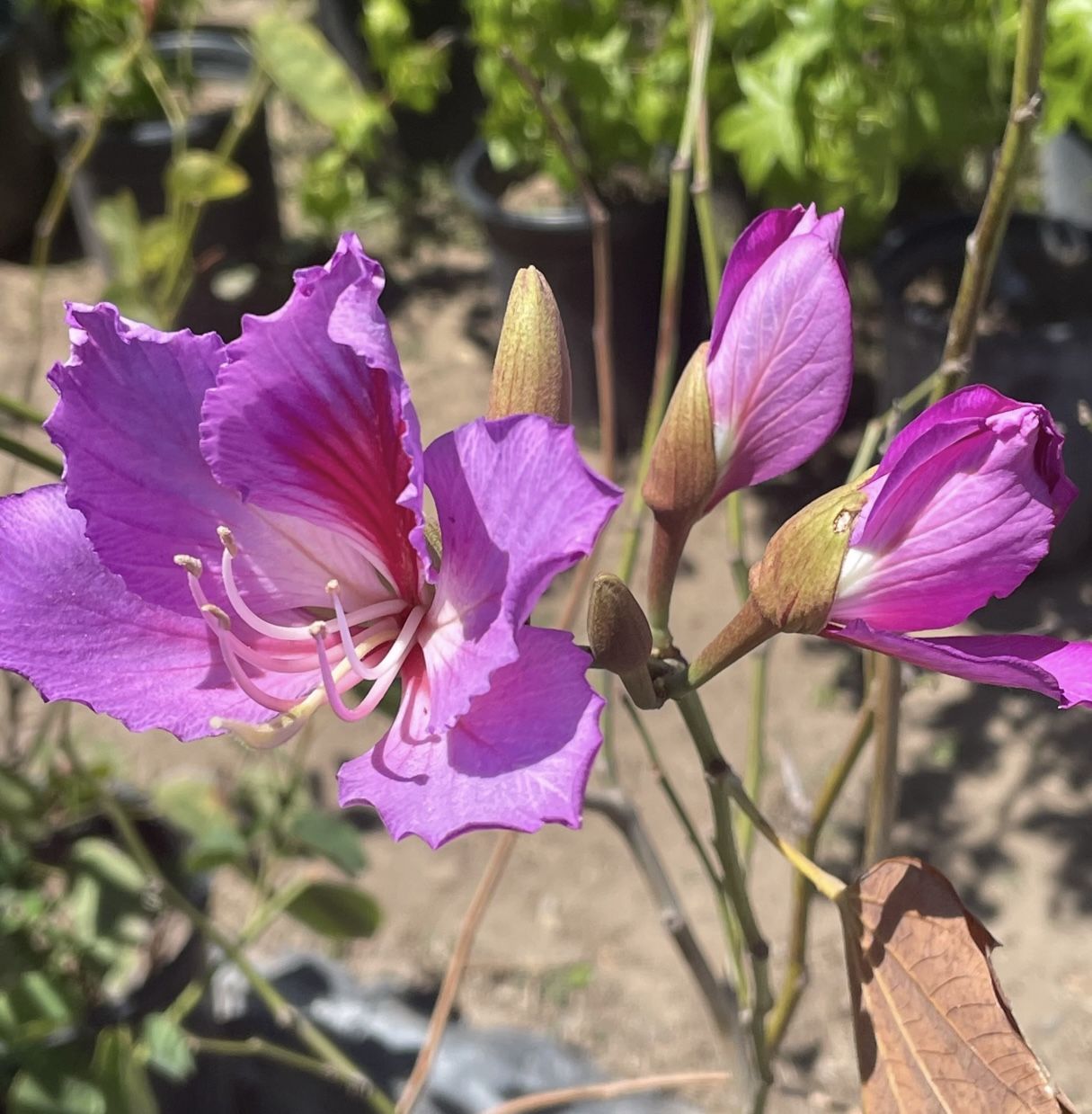 Hong Kong orchid tree Bauhinia × blakeana