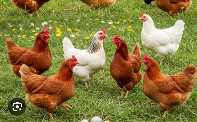 Gallinas por venta de rancho
