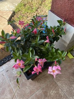 Plantas 🪴 Naturales 