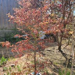 Japanese Maple, 2 Feet 