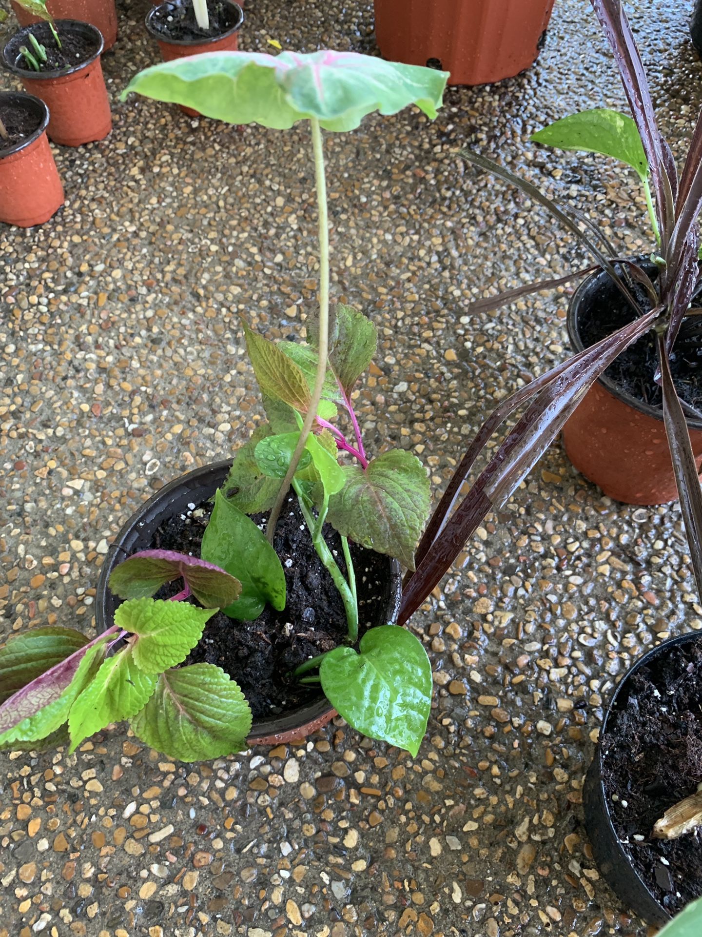 Plants 3-1 pot