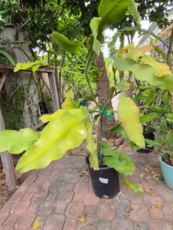 Gorgeous Epiphyllum Oxypetallum