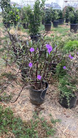 Mexican petunia