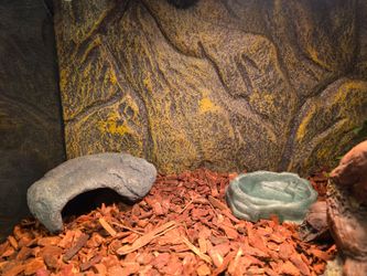 50 gallon reptile tank and accessories