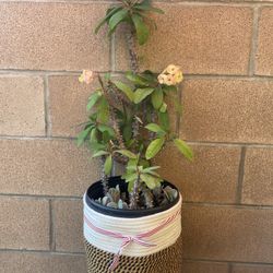 Crown Of Thorn plant