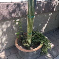 Plant