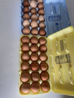 Organic Farm Fresh Free Range Chicken Eggs