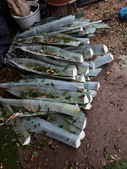 Pencas de maguey
