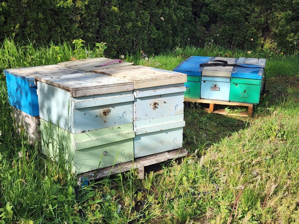 HONEY BEES