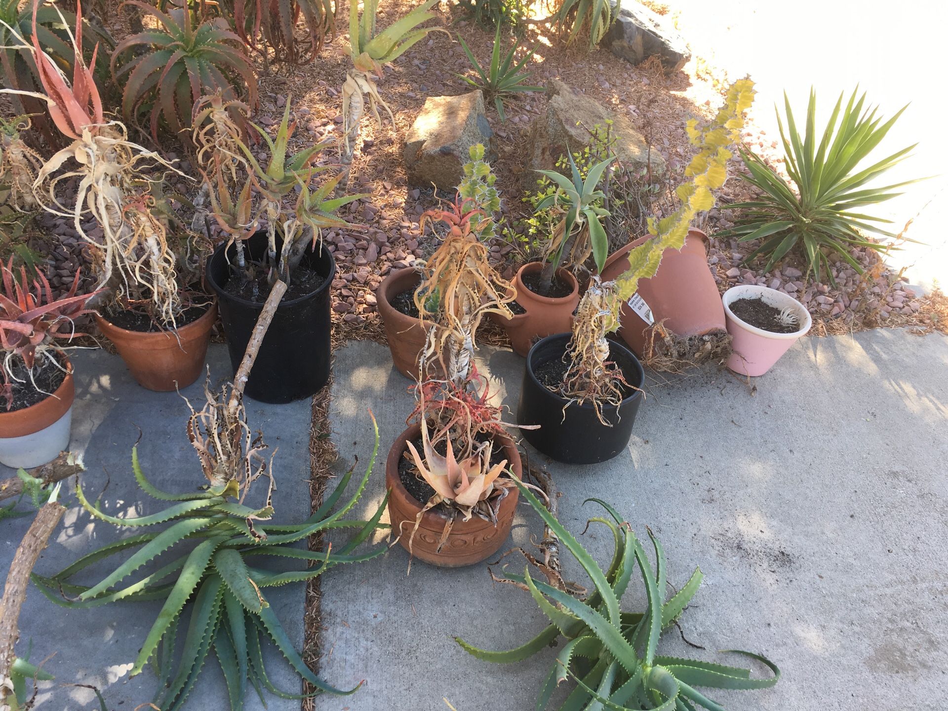 Free plants and pots succulents