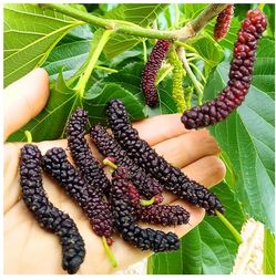 Pakistan Mulberry Fresh Cutting $4 