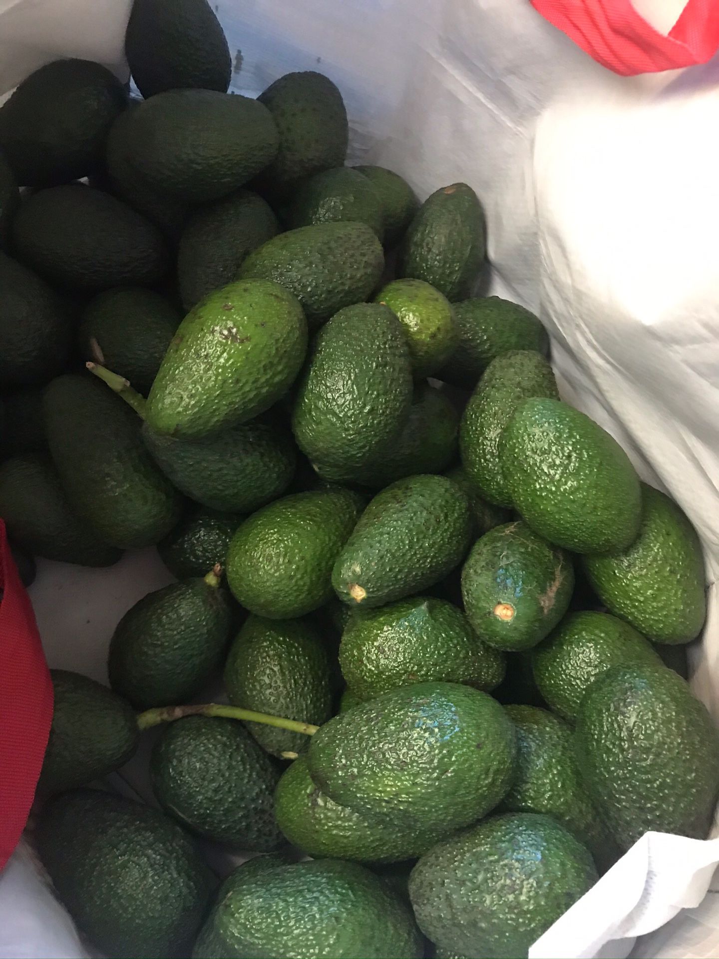Organic avocados for Sale.