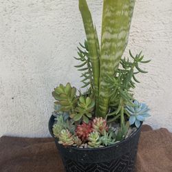 Succulents Plant Arrangement ..