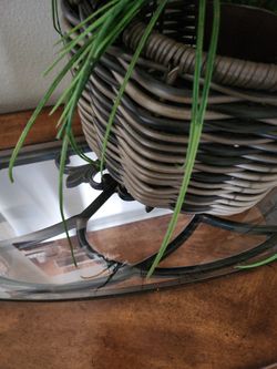 Plant