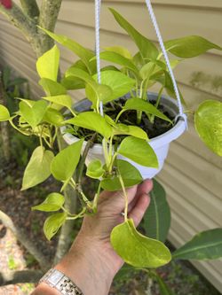 Pretty Hanging Basket Filled With Neon Pothos