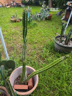 Huge Euphorbia Royaleana