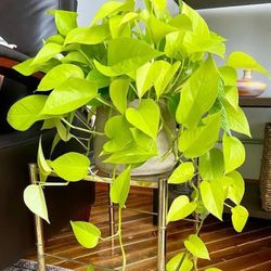 Lush Neon Pothos Plant/ Money Plant/ House Plant/ Indoor Plant Flower Patio Garden  Lemon Lime